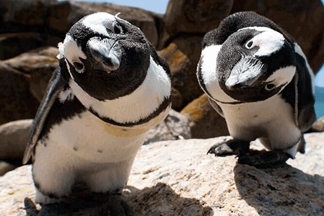 Cape Peninsula Cape of Good Hope and Penguins Tour in Cape Town - The Cape of Good Hope is the days main finish