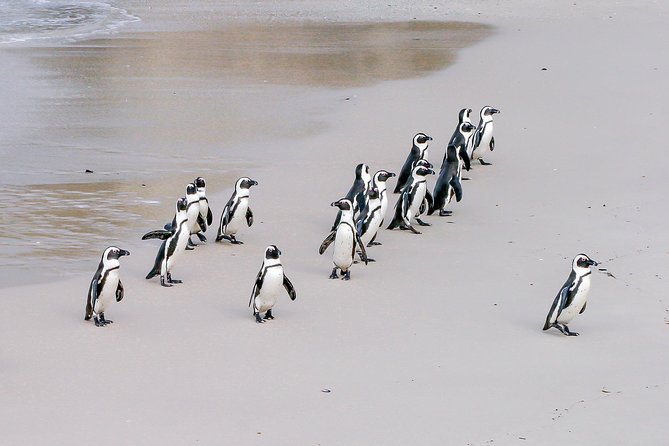 Cape Peninsula Cycle Tour - Cape Point Ostrich Farm Adds a Different Stop