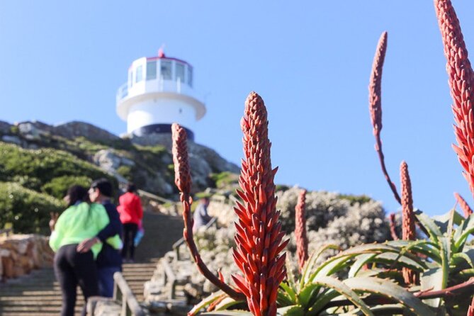 Cape Peninsula Day Tour - Kalk Bay Harbour: fishing boats, seals, and a short first stop