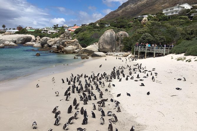 Cape Peninsula E-bike Cycle with Vehicle - Private Tour - Why this Cape Peninsula day works so well