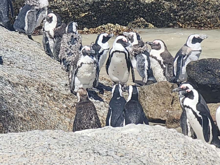 Cape Peninsula Full Day Tour In Private Car - Cape Point Nature Reserve and the new lighthouse
