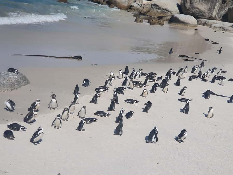 Cape Peninsula Full Day Tour In Private Car - Hout Bay and the short trip to Duiker Island