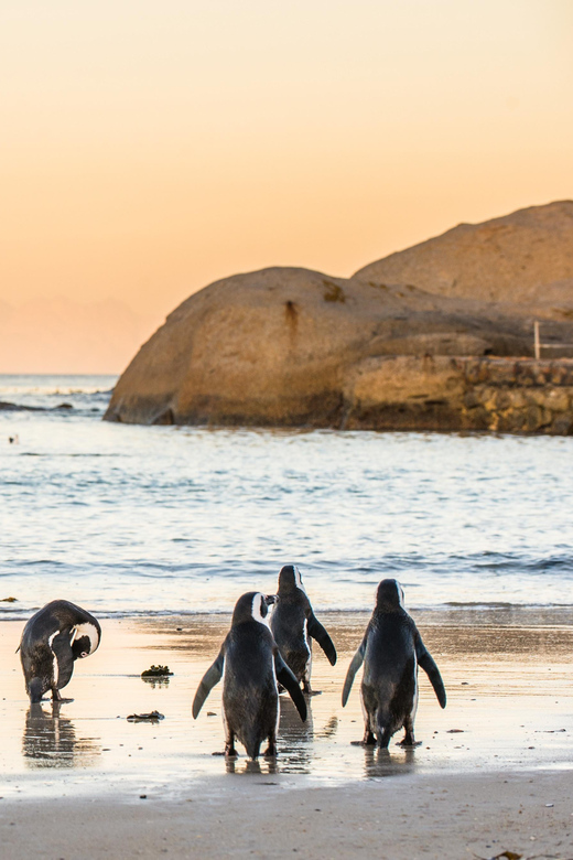 Cape Peninsula & Penguins Beach Half Day Tour from Cape Town - Is the $36 price good value?
