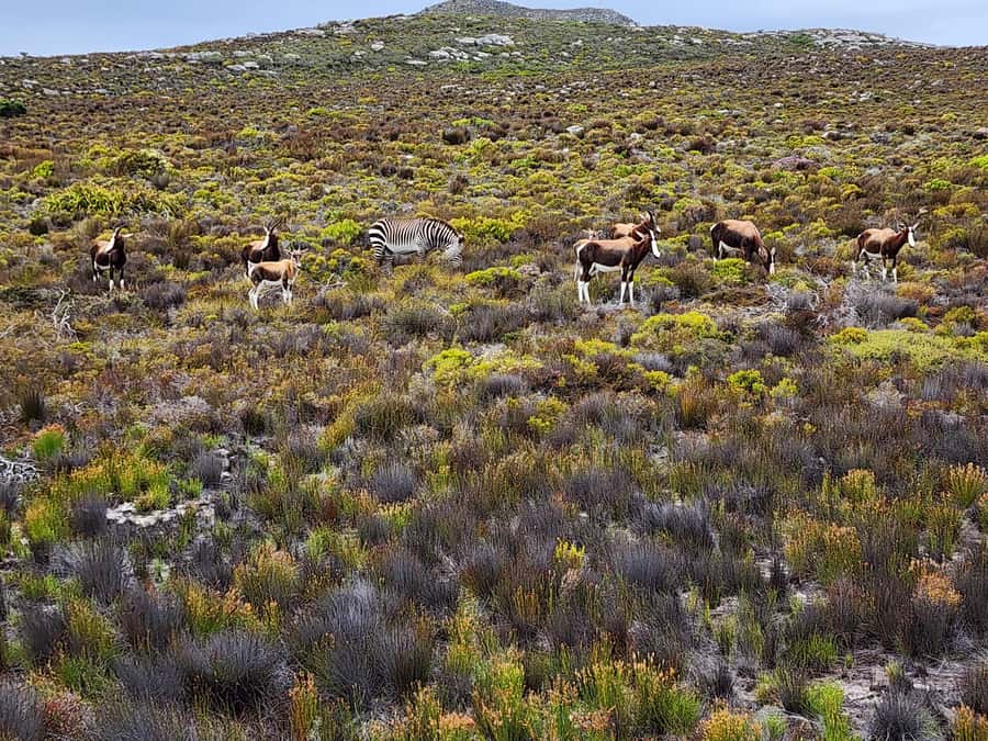 Cape Peninsula & Penguins Beach Half Day Tour from Cape Town - Chapman’s Peak Drive, cliffs beside the road