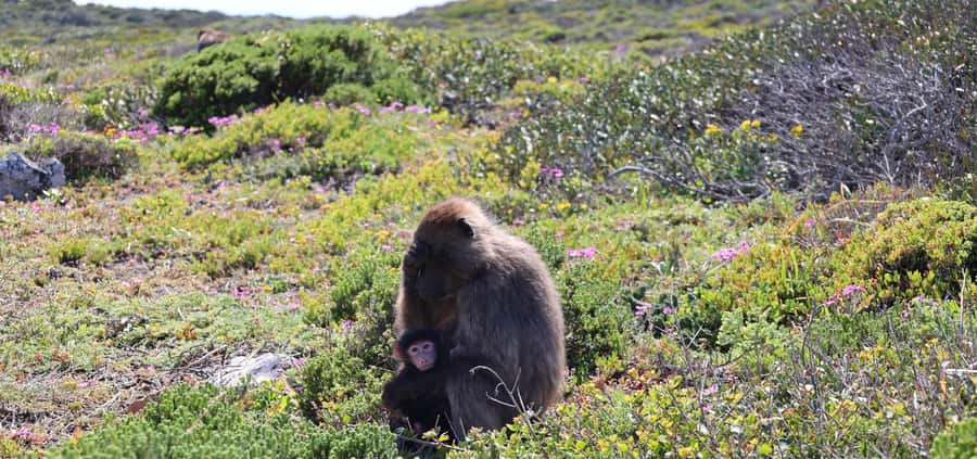 Cape Peninsula & Penguins Beach Half Day Tour from Cape Town - The return through Muizenberg