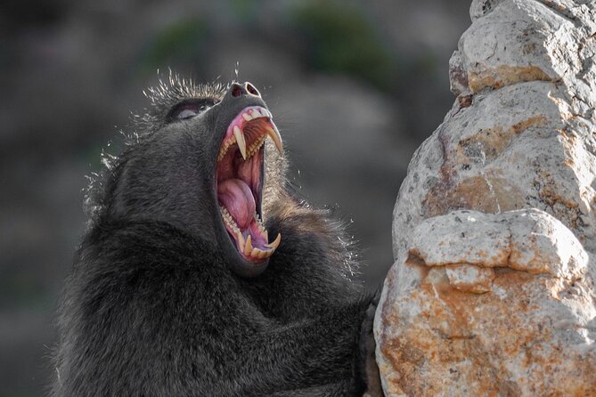 Cape Peninsula & Penguins Private Day Tour, Entrances Included. - Chapman’s Peak Drive is the scenic heart of the route