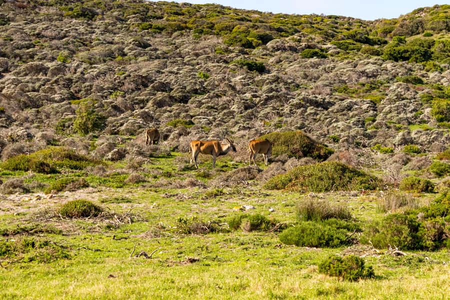 Cape Peninsula: Private Full Day Tour - From Cape Town to the Atlantic Seaboard