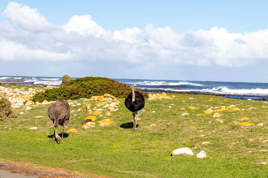 Cape Peninsula: Private Half Day Tour - What the $175 price gets you