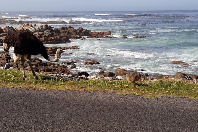 Cape Peninsula Private Tour - Cape Point delivers the broadest views
