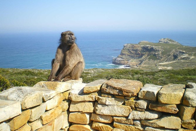 Cape Peninsula Private Tour - Stuart’s guiding style is part of the value