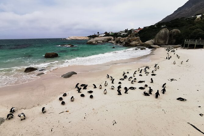 Cape Peninsula Private Tour In Cape Town South Africa - Key points before you book