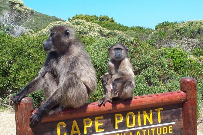 Cape Peninsula Private Tour In Cape Town South Africa - Optional Groot Constantia wine tasting