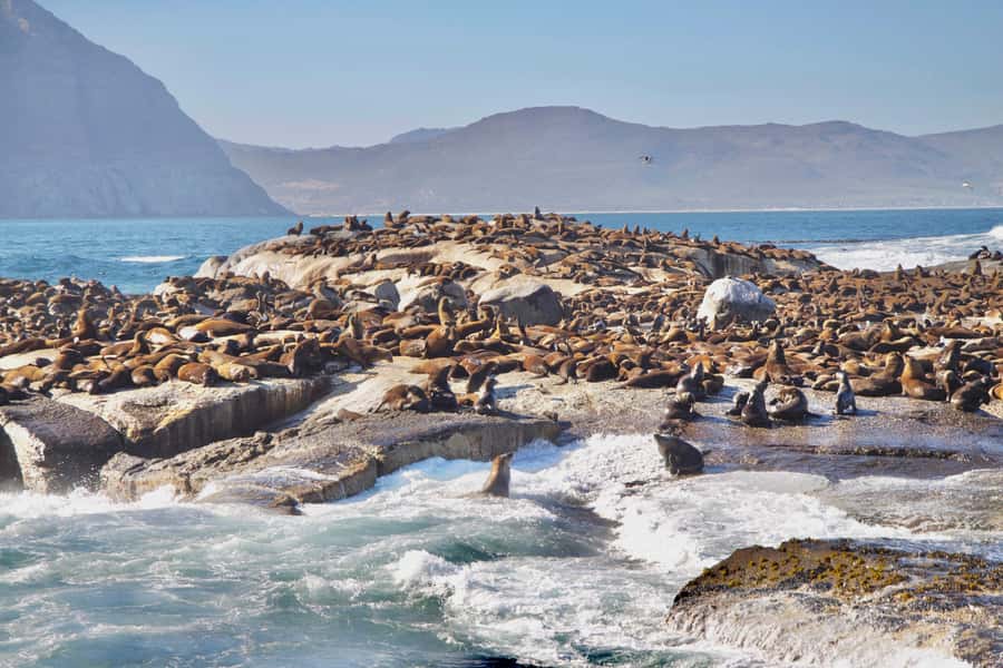 Cape Peninsula Shared Half-Day Tour - Constantia gives the return drive a softer finish