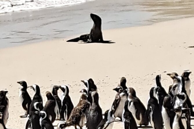 Cape Peninsula Tour Cape Town City - Why this Cape Peninsula route works so well
