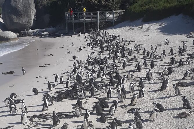 Cape Peninsula Tour Cape Town City - Meeting African penguins at Boulders Beach
