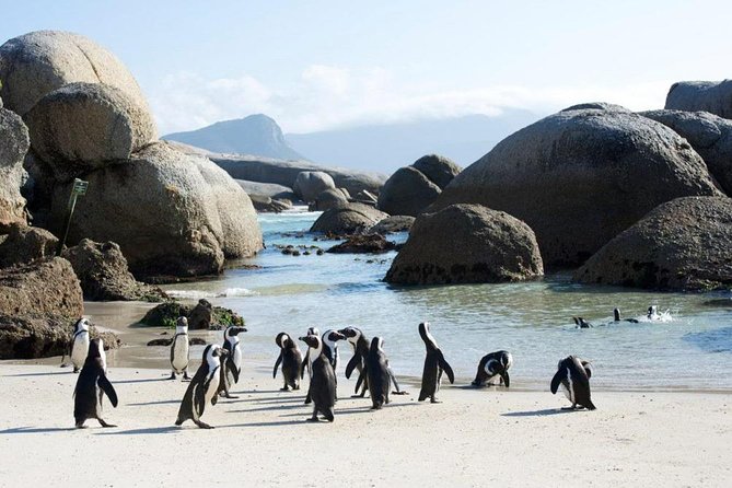 Cape Peninsula Tours - What private touring changes