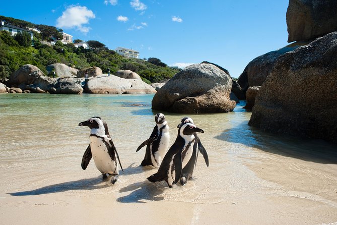 Cape Point and Boulder's Penguins Full Day Tour - The old lighthouse and the choice to walk