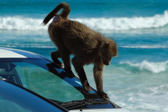 Cape Point and Boulder's Penguins Full Day Tour - The Cape of Good Hope viewpoint