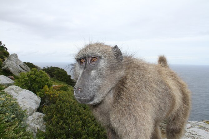 Cape Point and Cape of Good Hope day tour Up to 10 persons - Why this Cape Peninsula tour feels different