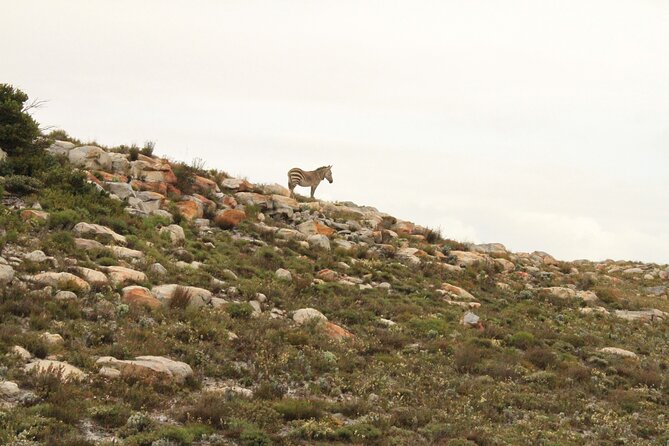 Cape Point and Cape of Good Hope day tour Up to 10 persons - False Bay beaches and the first coastal views