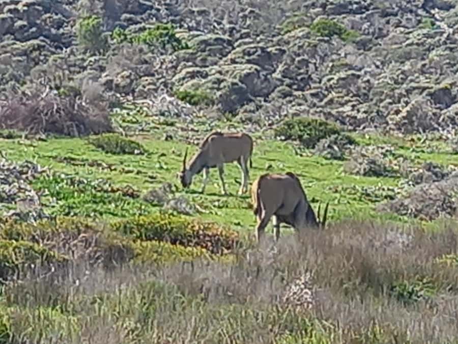 cape point and penguin ,muizenberg, bookapp - Maiden’s Cove and the Atlantic beaches