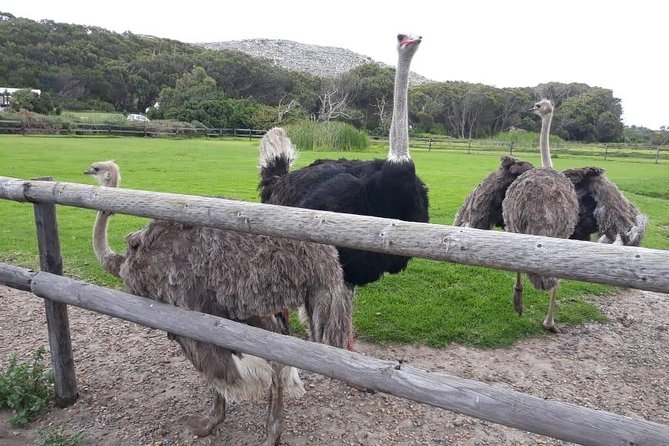 Cape Point, Boulder's Beach in Private Car Entrance Fees Included - Boulders Beach and the Penguin Colony