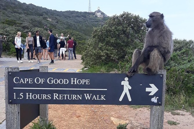 Cape Point, Boulder's Beach in Private Car Entrance Fees Included - What the Private Format Changes