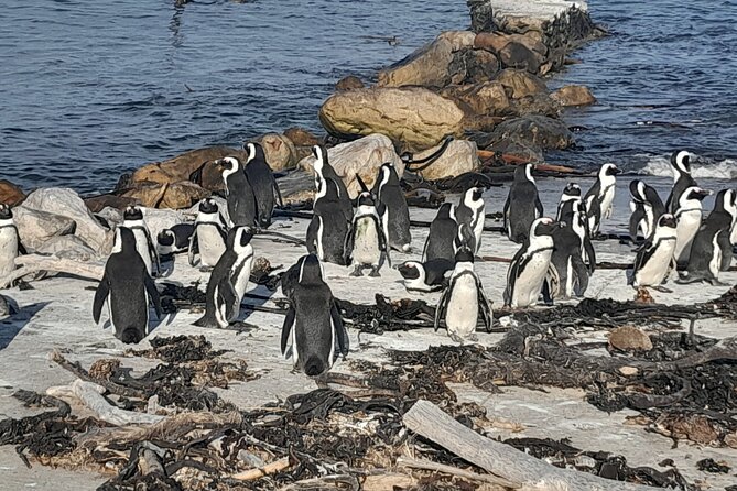 Cape Point Cape Of Good Hope And Penguins Private Tour - Hout Bay and the option of Seal Island