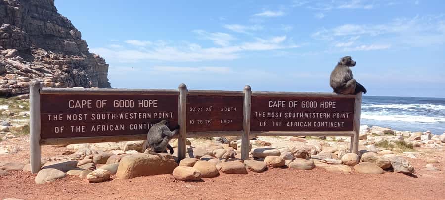 Cape Point Cape of Good Hope, Penguins Private Half day Tour - Who should book this private outing