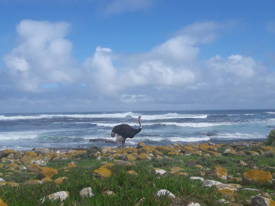 Cape Point Cape of Good Hope, Penguins Private Half day Tour - Why this five-hour Cape Peninsula route works