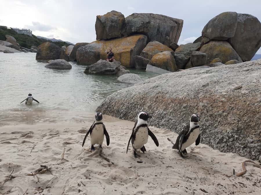 Cape Point Cape of Good Hope, Penguins Private Half day Tour - Boulders Beach and the African penguins