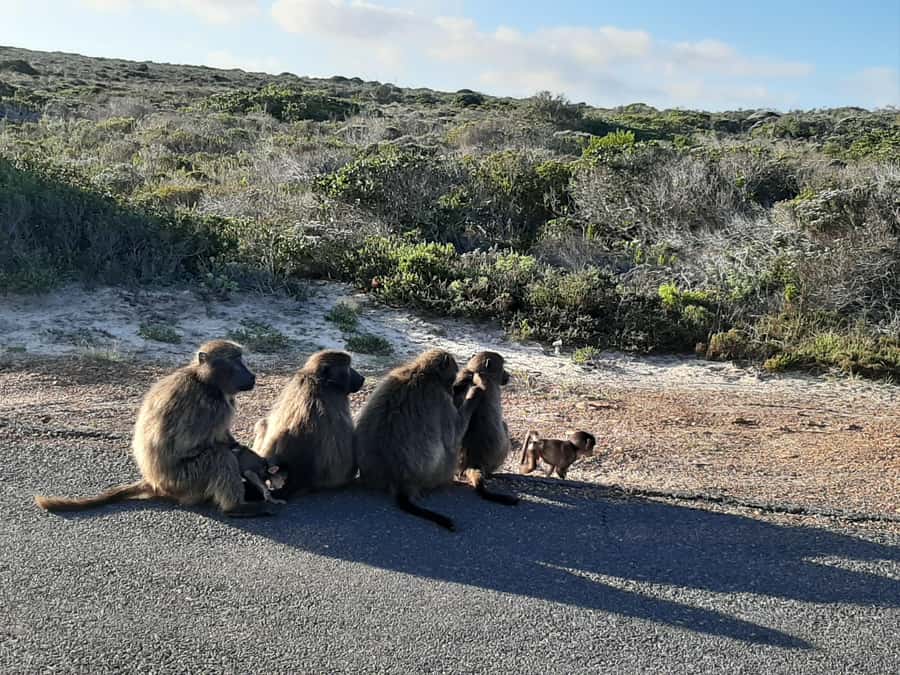 Cape Point Cape of Good Hope, Penguins Private Half day Tour - Muizenberg and False Bay from the road