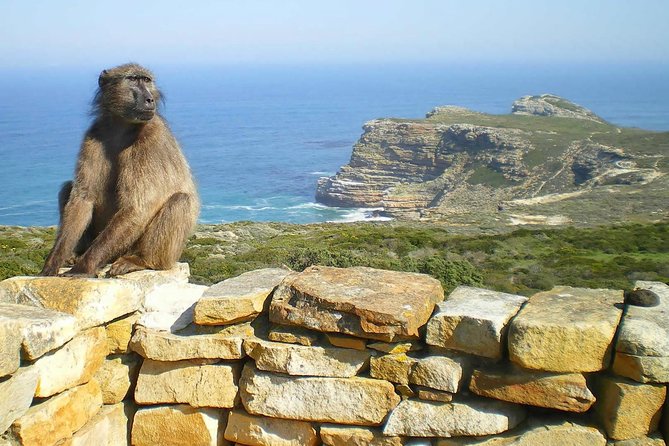 Cape Point Explore with Boulder's Penguins Small Group Day Tour - Boulders Beach adds the penguins, at extra cost