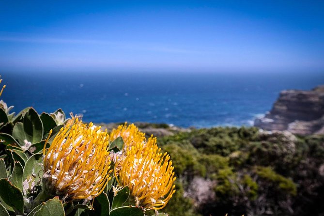 Cape Point Explore with Boulder's Penguins Small Group Day Tour - What the $202.01 price includes