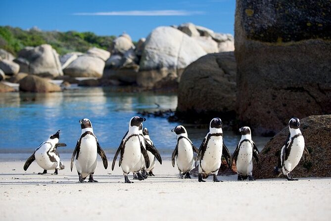 Cape Point Full Day Tour - A private vehicle and a personal pace