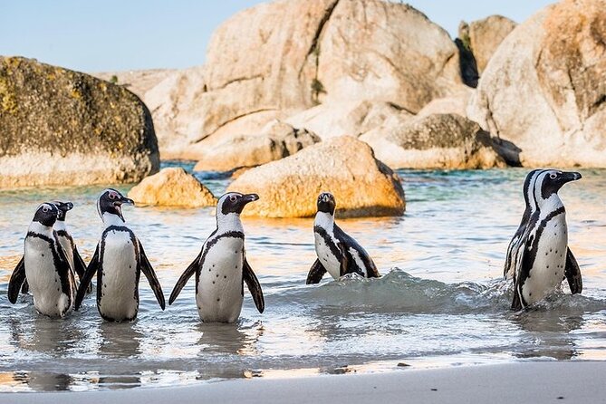 Cape Point Full Day Tour - Weather, walking, and what to bring