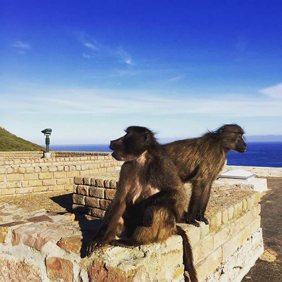 Cape Point Full-Day Tour From Cape Town - Key points at a glance