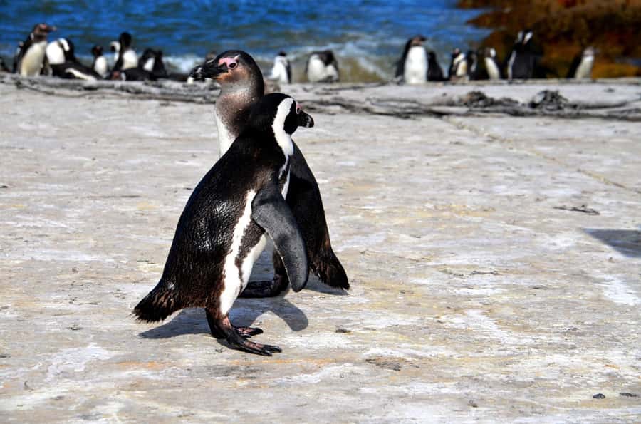 Cape Point Full-Day Tour From Cape Town - Pickup in central Cape Town and the first coastal views