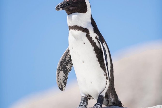 Cape Point Penguin Tour - Cape Point and Cape of Good Hope complete the peninsula