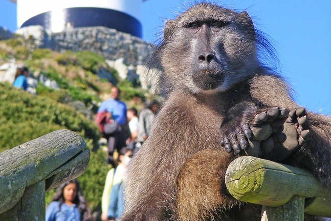 Cape Point & Penguins full day tour - Why this Cape Peninsula route works