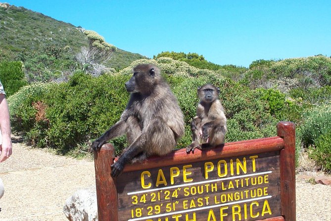 Cape Point & Penguins full day tour - What the private setup changes