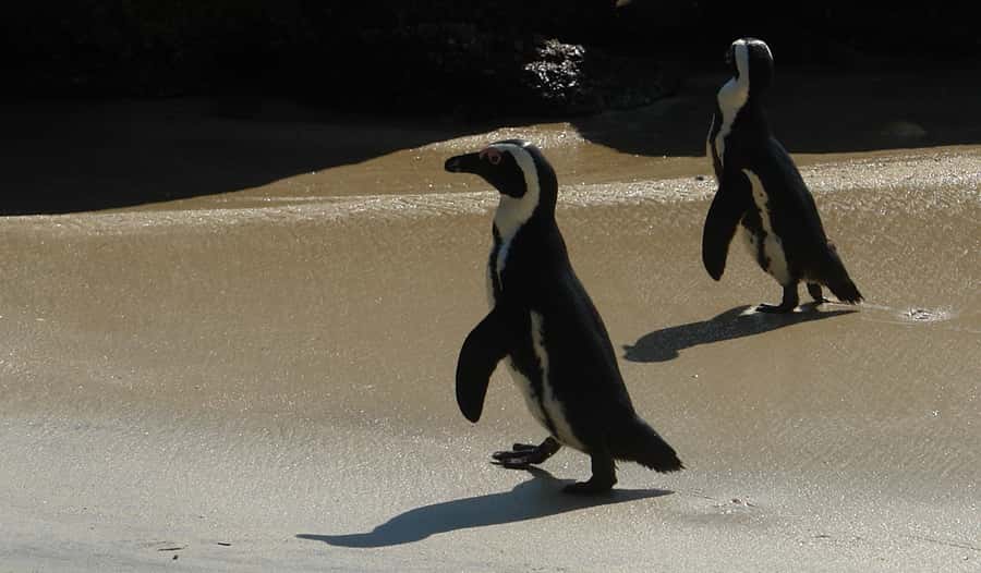 Cape Point & Penguins: Private Cape Peninsula Tour. - Key points to know before booking