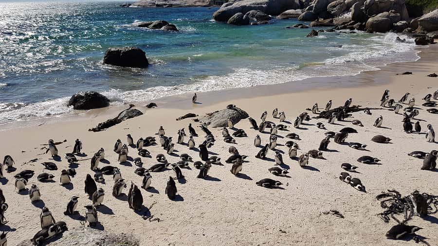 Cape Point & Penguins: Private Cape Peninsula Tour. - Why this private Cape Peninsula route works