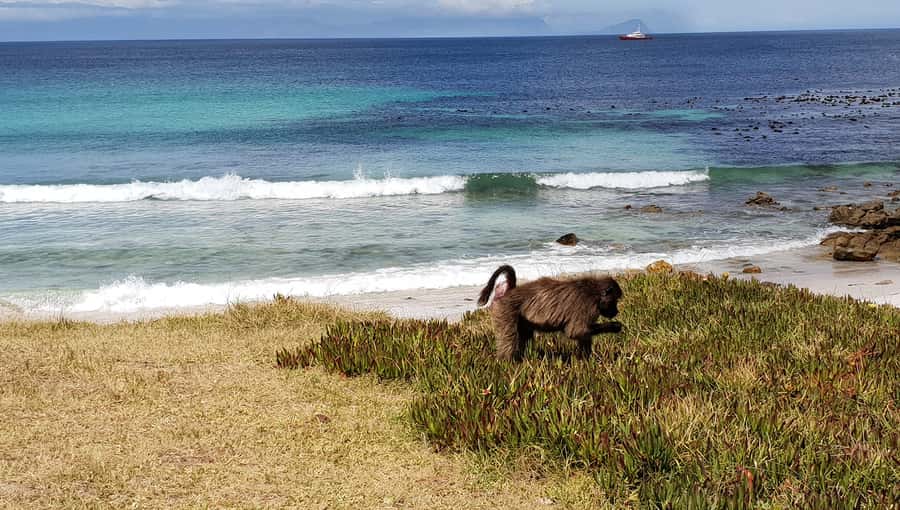 Cape Point & Penguins: Private Cape Peninsula Tour. - Simon’s Town and Boulders penguins