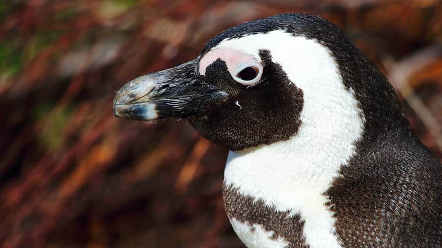 Cape Point & Penguins: Private Cape Peninsula Tour. - Who should book this tour