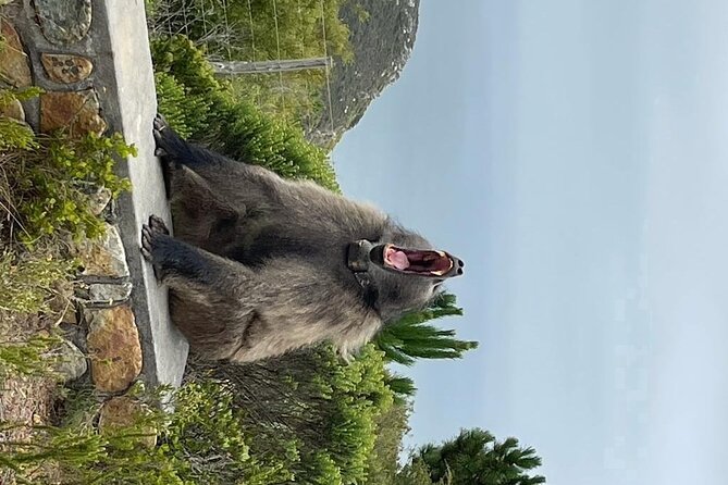 Cape Point, Penguins & Wine Tasting In Constantia Full Day Tour - Why this route works so well
