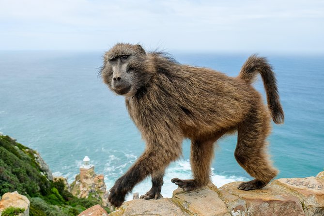 Cape Point Private Nature Tour & Hike - Chapman’s Peak Drive on the return to Cape Town