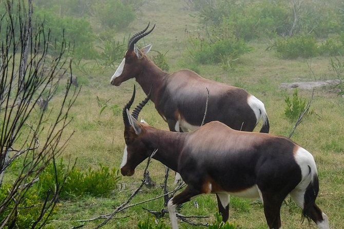 Cape Point Private Nature Tour & Hike - What the $111.73 price really covers