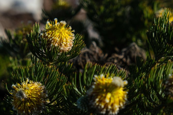 Cape Point Private Nature Tour & Hike - Who should book this private hike
