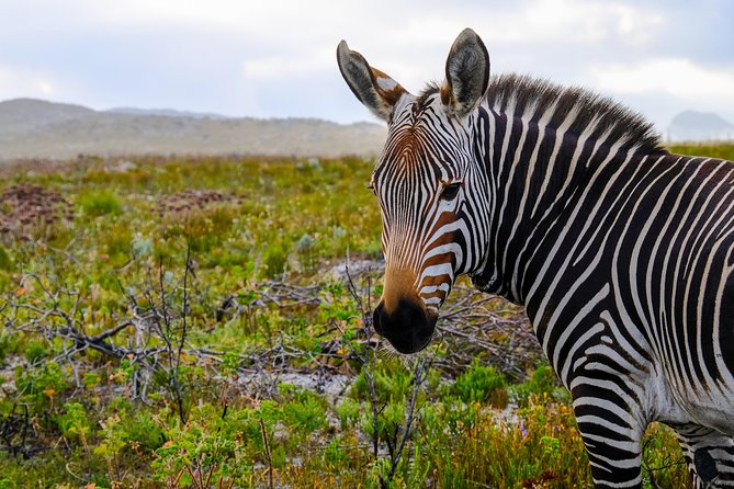 Cape Point Private Nature Tour & Hike - Final call: should you book it?